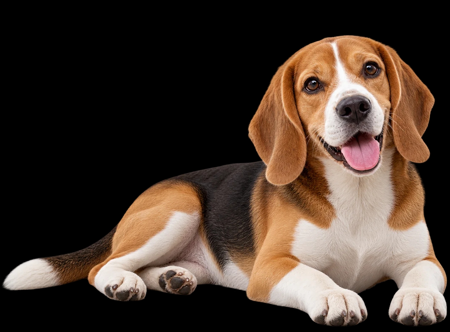Beagle resting comfortably at home