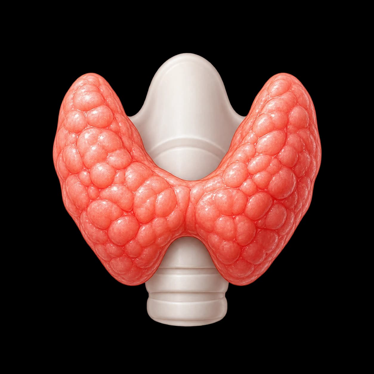 Thyroid illustration
