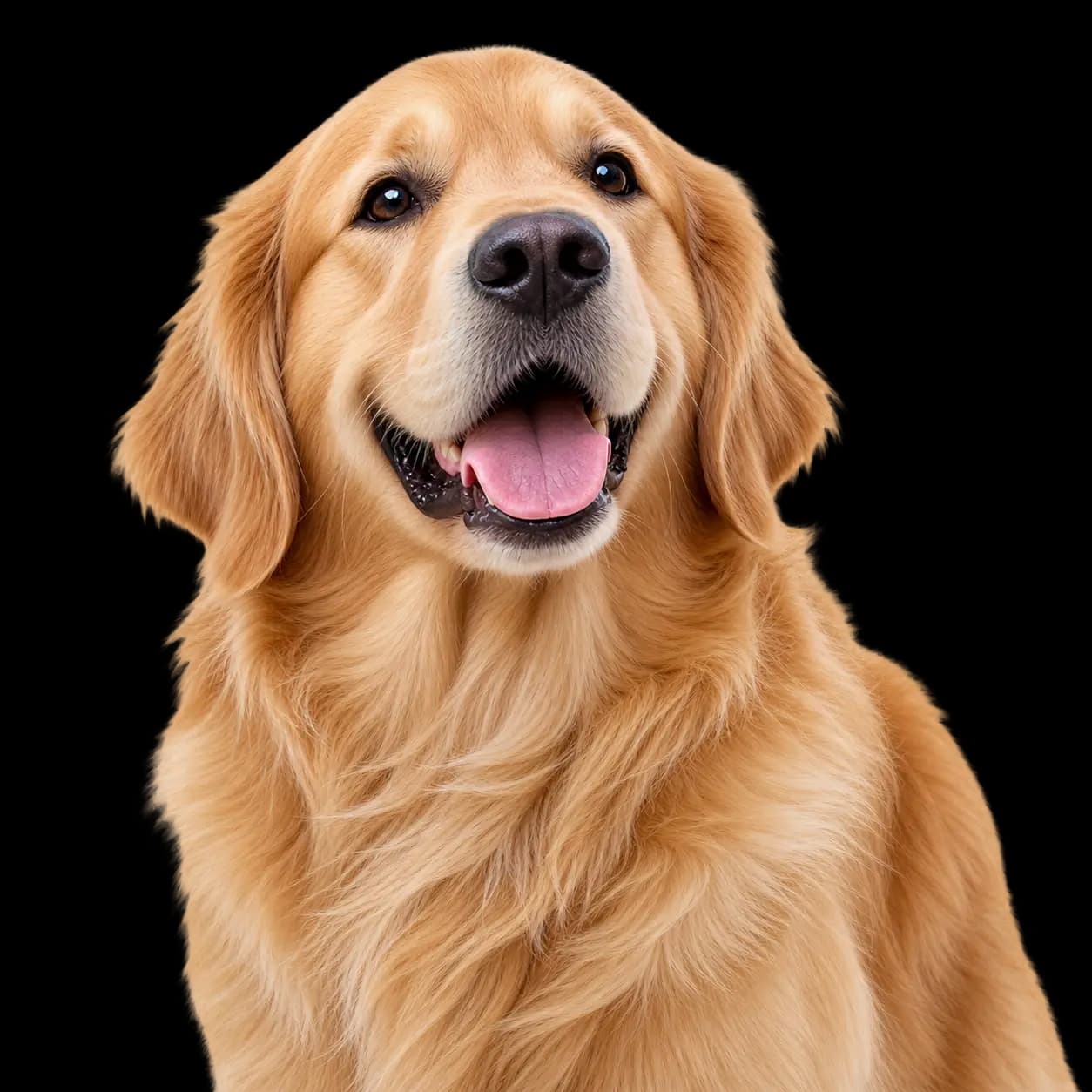 Relaxed golden retriever representing less travel stress