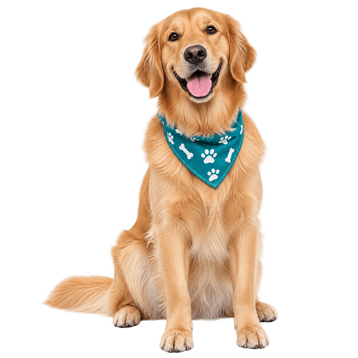 Happy dog ready for a comfortable in-home veterinary visit