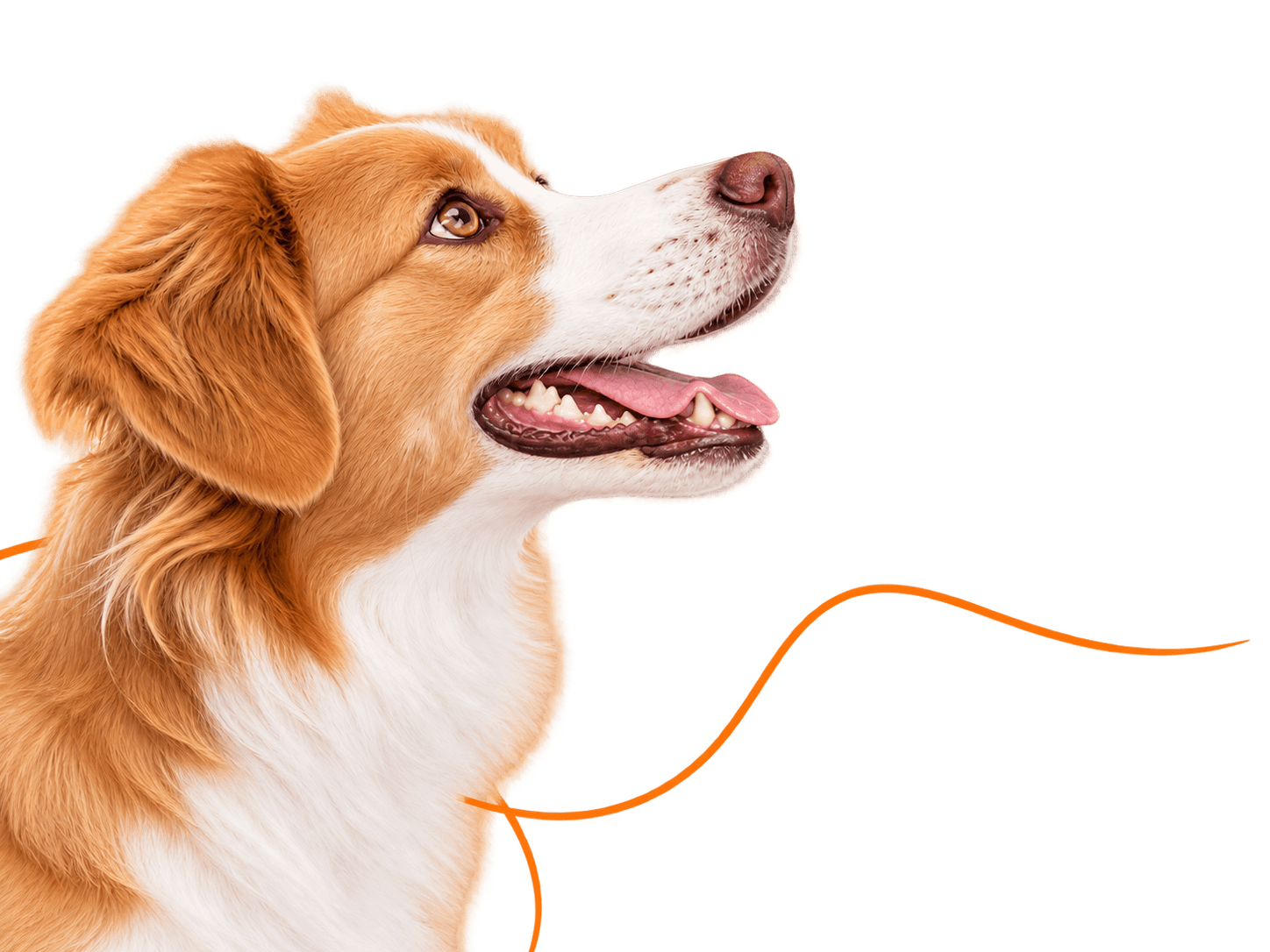 Happy dog looking toward the Vetifaction frequently asked questions