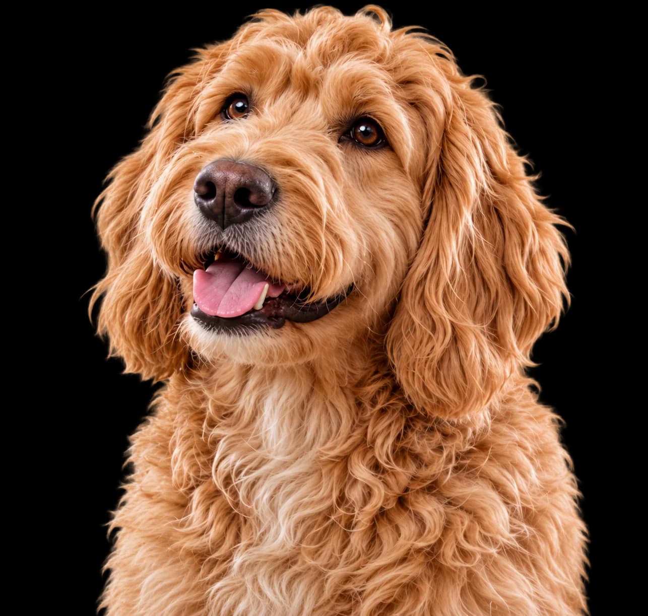 Golden doodle representing compassionate in-home hospice and palliative veterinary care